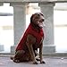 Kurgo Loft Dog Jacket, Reversible Dog Coat, Wear with Harness or Sweater, Water Resistant, Reflective, Winter Coat for Large Dogs (Chili Red, L)