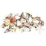 CYS® Colorful Sea Shells, Assorted Mixed Beach Seashells for Nautical Decor (1 Bag)