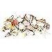 CYS EXCEL Colorful Sea Shells, Assorted Mixed Beach Seashells for Nautical Decor (1 Bag - Approximately 200 pcs)