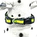 Mile High Life Dog Collar | Nylon Reflective Dog Collars | Light Weight Puppy Collars | Lime Green Dog Collars for Large Dogs (Lime Green, Large)