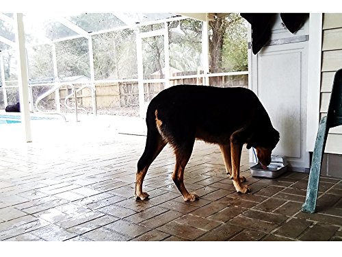 Automatic Self Filling Pet Waterer Bowl Connects To Garden Hose