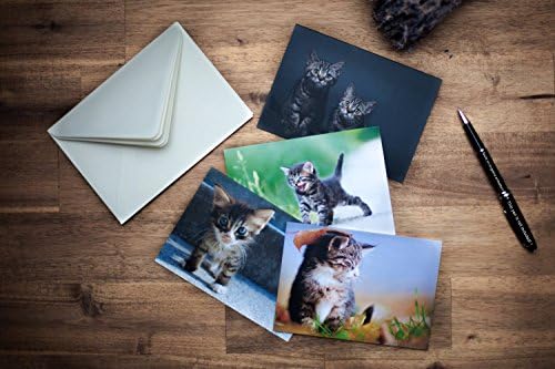 Precious Baby Cats Greeting Card Set - Postcards in Landscape Format DIN A6 with Envelopes - Foldable with Different Motives Images No Text - For Congratulation Congratulatory Messages and Birthday Gift - Present for Cat Lovers Fans