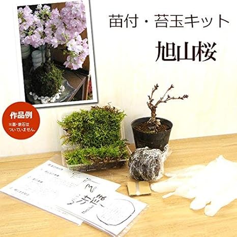 苔玉キット 苗つき 旭山桜 あさひやまさくら 苔玉 観葉植物 通販 Amazon