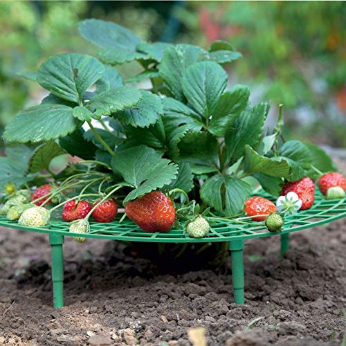 pengyu- 5 Soportes para Plantas Forma de Fresa para el Crecimiento ...