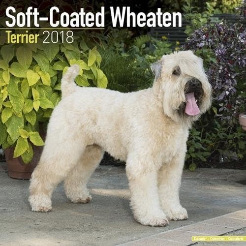 Softcoat Wheaten Terrier Calendar - Dog Breed Calendars - 2017 - 2018 wall Calendars - 16 Month by Avonside