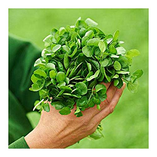 True Watercress 1000 Seeds Chinese Vegetable Heirloom Non-GMO Delicious and Healthy Nasturtium officinale è¥¿æ´‹èœè±†ç“£èœç§å­ Oriental Asian Seeds for Planting