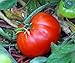 Bloody Butcher Tomato 30 Seeds - Heirloom