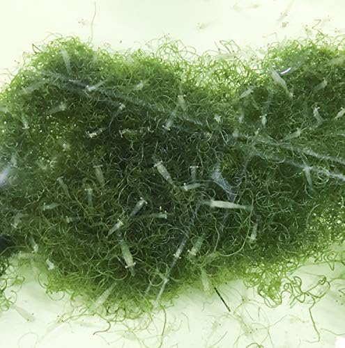 Amazon Com Aquaculture Nursery Farms Amphipods 1000cnt