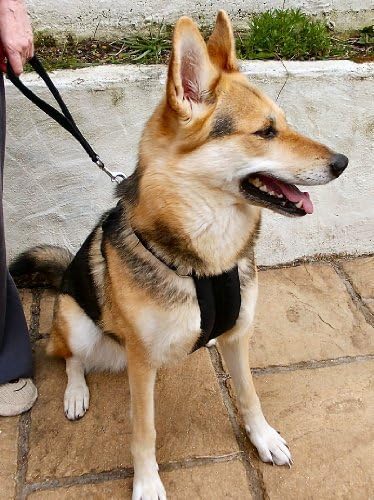 Creature Comforts Softex Car Safety and Walking Harness Colour and Size Choice (F- will fit most Labradors, German Shepherds, Black)