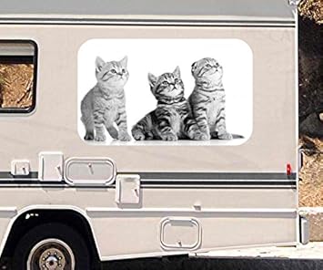 3d Autoaufkleber Katze Baby Kätzchen Tier Katzen Schwarz