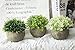 THE BLOOM TIMES 2 Pcs Fake Plants for Bathroom/Home Office Decor, Small Artificial Faux Greenery for House Decorations (Potted Plants)
