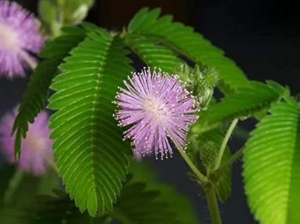 Get Amazon Com Mimosa Pudica Sensitive Plant Touch Me Not Free Wallpaper Amazon Com Mimosa Pudica Sensitive Plant Touch Me Not For Free