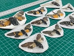 10 Real Assorted Cicadas Beetles Insect Taxidermy