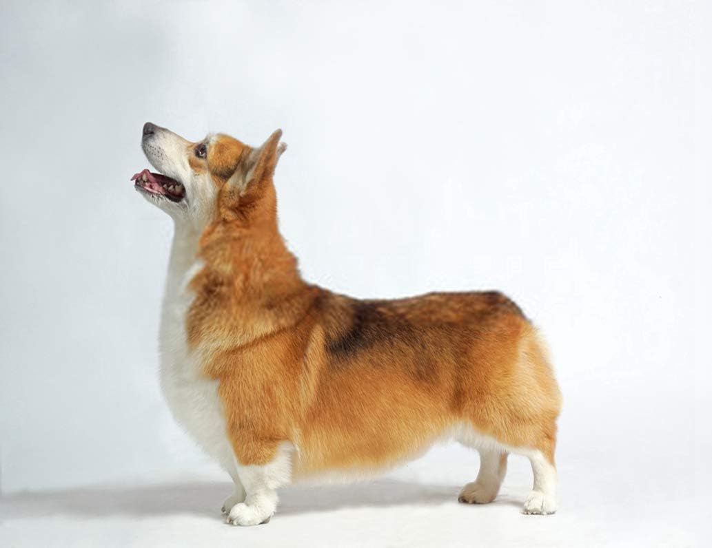 diamond pembroke corgis