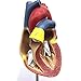 XINDAM 1: 1 Human Heart Model, Anatomically Accurate Heart Model Life Size Human Skeleton Anatomy for Science Classroom Study Display Teaching Medical Model