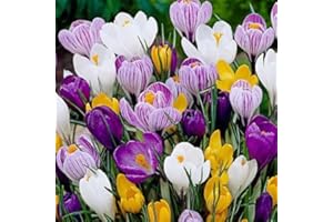 DAYLILY NURSERY 20 Jumbo Crocus Mixture Bulbs- Fall Planting!