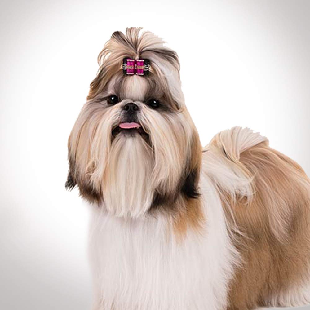 Buy Captain Zack The Lhasa Apso Groom Box Ultimate Grooming Kit for