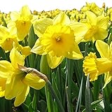 Dutch Master Daffodil 50 Bulbs -Deer & Rodent Resistant - 14/16 cm Bulbs ...