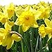 Dutch Master Daffodil 50 Bulbs -Deer & Rodent Resistant - 14/16 cm Bulbs ...