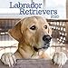 Labrador Retrievers 2020 Calendar by
