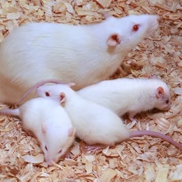 Amazon Com 20 Small Premium Frozen Feeder Rats All Natural