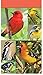 Springbok Songbirds Bridge Score Pads Bridge Playing Cards Accessory