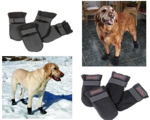 adoptable bulldogs near me