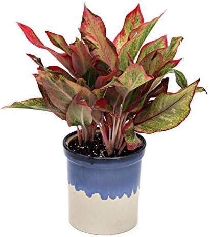 Exotic Green Red Aglaonema Indoor Plant White & Blue Pot