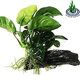 Greenpro (Anubias Barteri Butterfly) Anubias, Java Fern, Moss and More! Freshwater Live Aquarium Plants on Driftwood for Aquatic Tropical Fish Tank Decorations - Easy to Drop