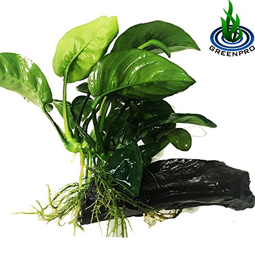 Greenpro (Anubias Barteri Butterfly) Anubias, Java Fern, Moss and More! Freshwater Live Aquarium Plants on Driftwood for Aquatic Tropical Fish Tank Decorations - Easy to Drop