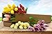 smylls 10 pcs Holland Tulips Flowers Latex-Look Like Real,Eco-Friendly Odourless Artificial Flowers Christmas Party Decoration Gift Package(10, Purple)