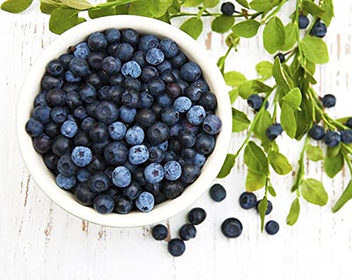 FOOD TO LIVE ORGANIC DRIED BLUEBERRIES, 8 OUNCES NON-GMO, WHOLE BERRIES, LIGHTLY SWEETENED, COATED WITH SUNFLOWER OIL, KOSHER, VEGAN, UNSULFURED, BULK. RICH IN ANTIOXIDANTS. FOR SNACKING, BAKING.