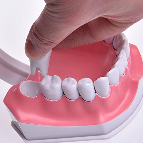 Wecando Dental Tooth Brushing Model for Teaching Demo Equipment with Removable Lower Teeth Educational Materials Dentist Tool