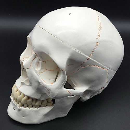 image for Maymii Numbered Human Skull Head Anatomical Teaching Education Model, 