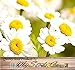 30 PYRETHRUM DAISY SEEDS KILL BUGS INSECTS ~ NATURAL MOSQUITO REPELLENT ~~