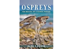 Ospreys: The Revival of a Global Raptor