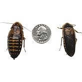Adult Dubia Roaches 20 Females & 10 Males