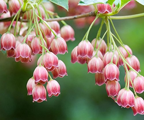 Buy and Grow Pink Lily of the Valley: A Perennial Spring ...
