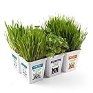 Bell Rock Growers Pet Greens Live Pet Grass Multi Pack, 15 by 11 by 7-Inch, 6-Pack