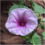 Package of 10 Seeds, Lavender Moonflower (Ipomoea turbinata) Non-GMO Seeds By Seed Needs