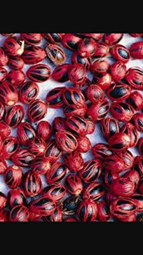 12 Dried Jamaican Nutmegs