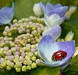 Ladybug Nectar - 8 Ounces - Attracts & Keeps Beneficial Insects in The Garden