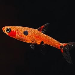 Dwarf aka pygmy rasbora (Pack of 6) Boraras