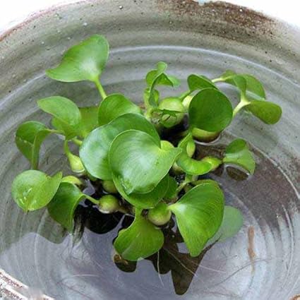 Amazon Co Jp ビオトープ 浮草 ホテイ草 国産 ホテイアオイ 株 金魚 メダカ 生体 ホーム キッチン