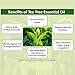 Tea Tree Essential Oil,Premium Therapeutic Aromatherapy Oil,100ML