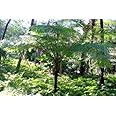 Generic Australian Tree Fern - Cyathea cooperi - 4” Pot, Green