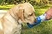 Portable Pet PortaBottle Travel Sport Bottle & Dish