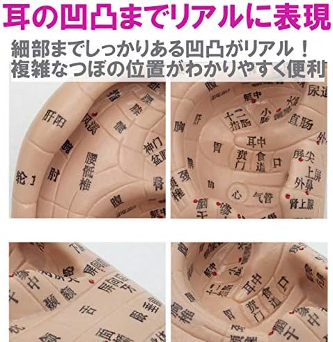 Amazon Co Jp Ferrimois Ear Model Ear Urn Model Japanese Notation Easy To Carry Easy To Understand Push Right Ear Reproduces Uneven Reproductions 6 7 Inches 17 Cm Health Personal Care