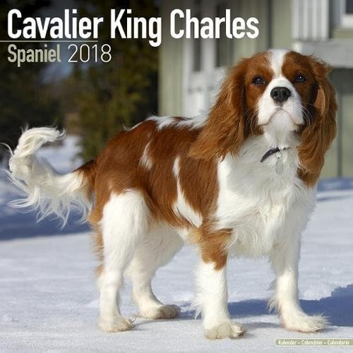 Cavalier King Charles Calendar - Dog Breed Calendars - 2017 - 2018 wall Calendars - 16 Month by Avonside Calendar – July 30, 2017