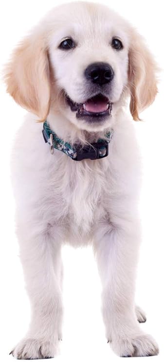 Amazon Co Jp カラフルなかわいいラブラドールレトリバーペットの犬 番号キットによるdiyダイヤモンド絵画 家の壁の装飾のための刺繡ラインストーンクロスステッチ工芸品 ホーム キッチン